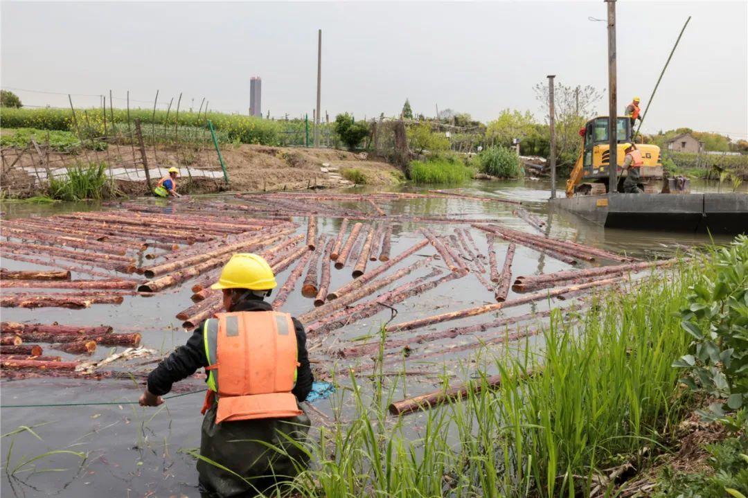 改善水環(huán)境！徐行122條段村級(jí)河道用木樁對(duì)河岸進(jìn)行加固整治