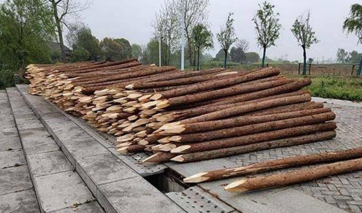 杉木樁為什么這么受歡迎?杉木樁有哪些優點和缺點?