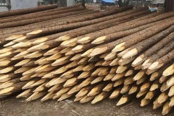 松木樁為什么要削尖,松木樁削尖技巧